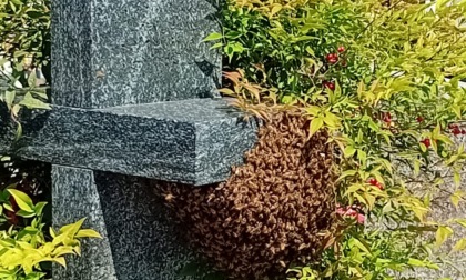 Sciame d'api: paura al cimitero maggiore di Cantù