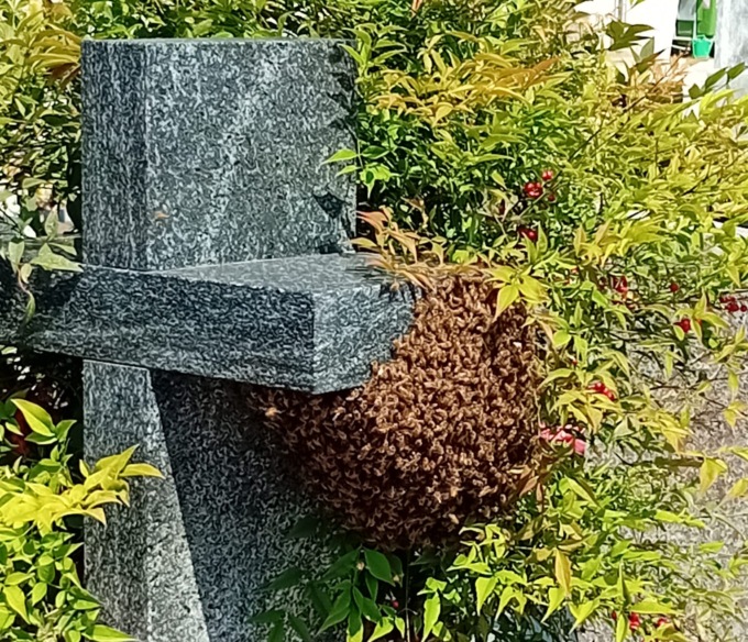 Sciame d’api: paura al cimitero maggiore di Cantù