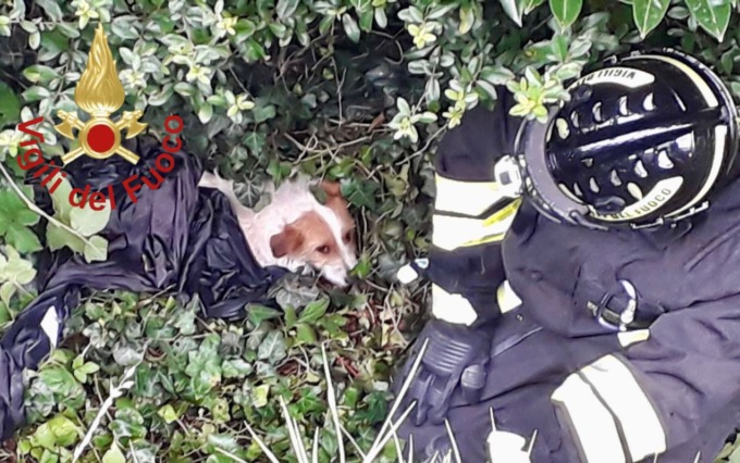Cagnolino finisce in una scarpata, recuperato dai Vigili del fuoco