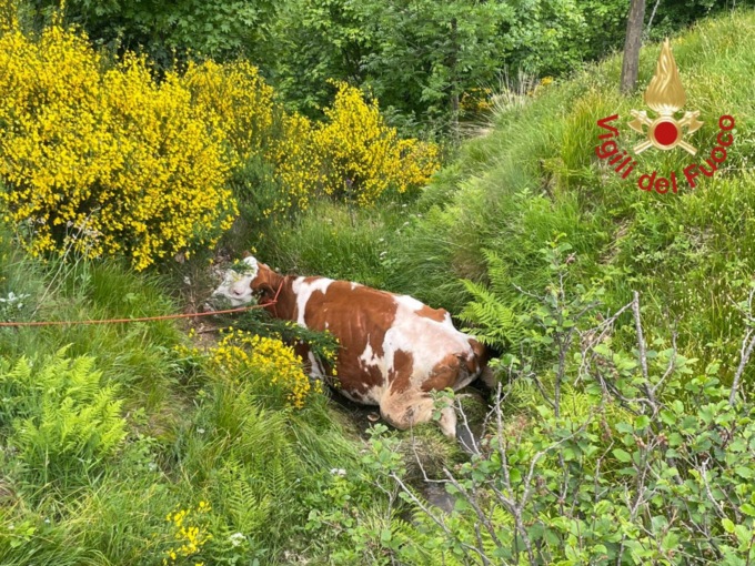 Alla ricerca di un disperso, i pompieri salvano una mucca
