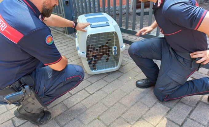 Sequestro di un cane dopo segnalazione di maltrattamento