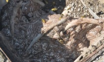 Gigantesco nido di vespe in un pozzetto al cimitero