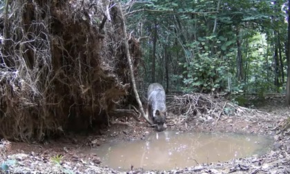 Lupo avvistato nel Parco Pineta, il video