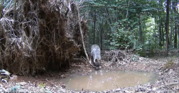 Lupo avvistato nel Parco Pineta, il video