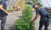 Scoperta una piantagione di marijuana nelle campagne di Caslino