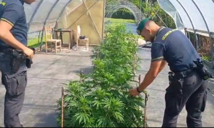 Scoperta una piantagione di marijuana nelle campagne di Caslino