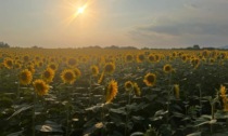 Migliaia di girasoli colorano Pozzolo, l'agricoltore: "In tanti vengono a fotografarli"