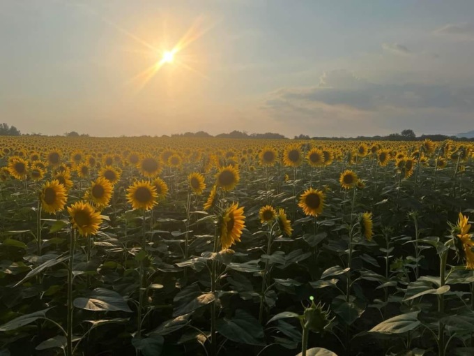 Migliaia di girasoli colorano Pozzolo, l’agricoltore: “In tanti vengono a fotografarli”