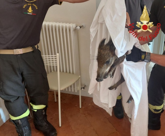 Piccolo di cinghiale finisce al… B&B