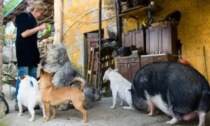 L'appello de Il Vecchio Faggio: "Aiutate i nostri animali a sopravvivere!"