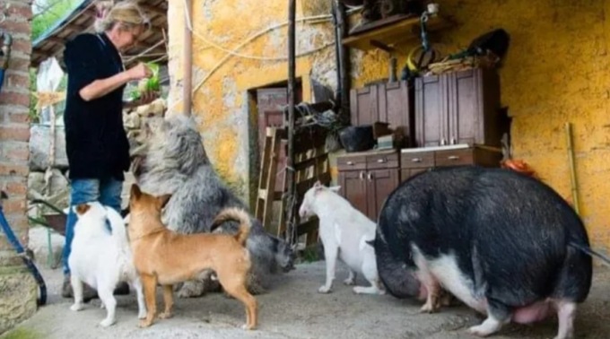 L’appello de Il Vecchio Faggio: “Aiutate i nostri animali a sopravvivere!”