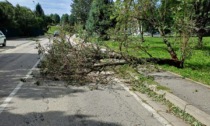 Per il forte vento due alberi caduti a Lurate Caccivio