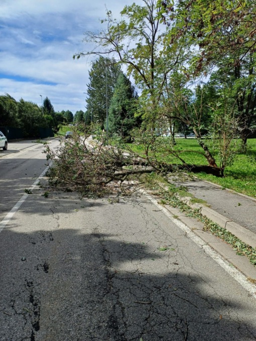 Per il forte vento due alberi caduti a Lurate Caccivio