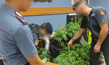 Serra per coltivare marijuana in casa: denunciato 33enne