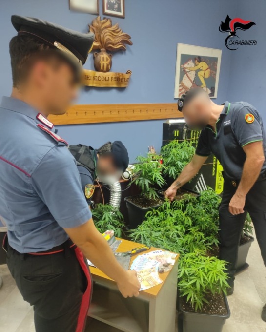 Serra per coltivare marijuana in casa: denunciato 33enne