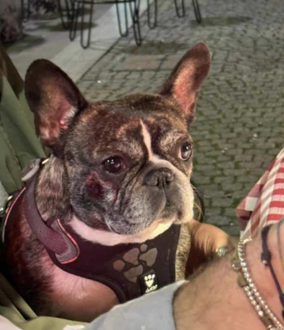 Appello e ricompensa per ritrovare la cagnolina Olivia