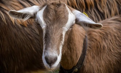 La Fiera delle Capre e del Caprino si farà... ma senza le capre