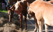 Tutto pronto per la Festa del cavallo: ecco il programma completo