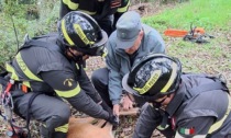 Cervo intrappolato nei rovi: soccorso dai Vigili del fuoco