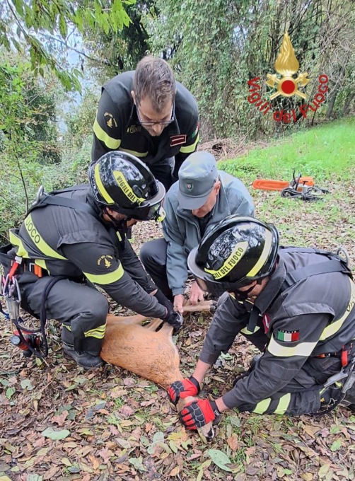 Cervo intrappolato nei rovi: soccorso dai Vigili del fuoco