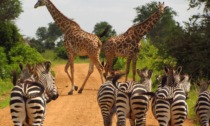 Il momento perfetto per un safari in Tanzania: guida alla scelta del periodo ideale