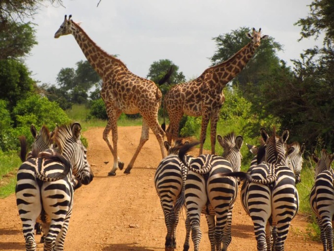 Il momento perfetto per un safari in Tanzania: guida alla scelta del periodo ideale