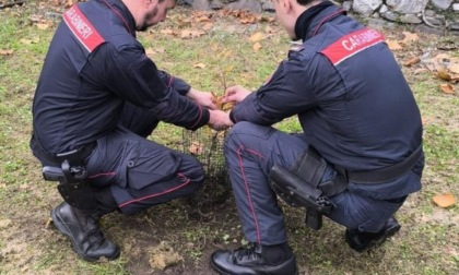 Celebrata la Giornata nazionale degli alberi