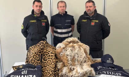 In auto con pellicce di lince e giaguaro, denunciato a piede libero