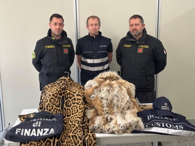 In auto con pellicce di lince e giaguaro, denunciato a piede libero