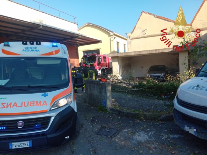 Colpito dalla pianta che stava tagliando