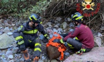 I Vigili del fuoco salvano un piccolo cinghiale