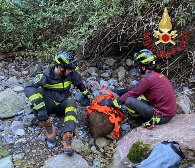 I Vigili del fuoco salvano un piccolo cinghiale
