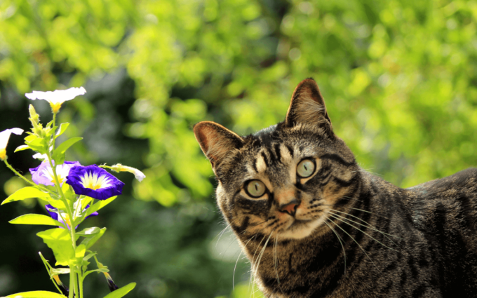 Sempre insieme, anche a distanza: l’importanza dei collari GPS per i gatti avventurosi