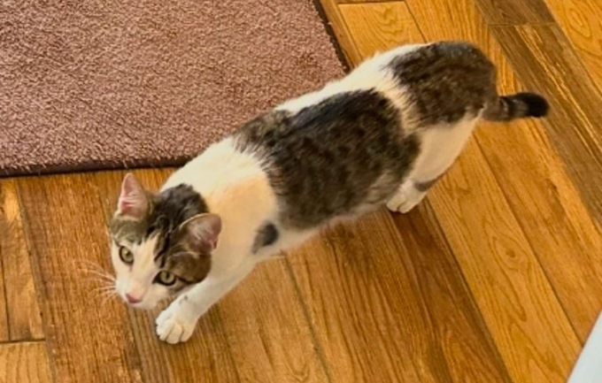 Il gatto è scomparso, l’appello: “Mille euro a chi lo ritroverà”