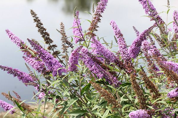 Buddleja_specie neofita invasiva_photo CSD SA