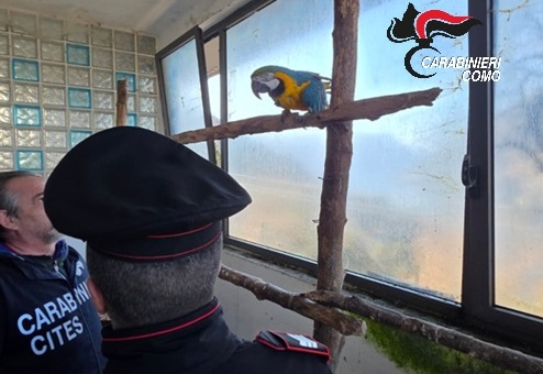 Un 73enne deteneva animali in condizioni incompatibili con la loro natura, sequestrati