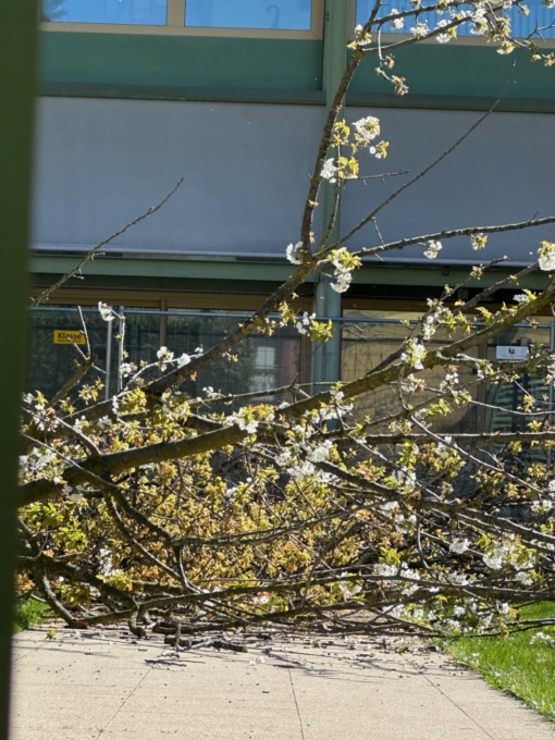 Iniziati i lavori per ampliare la scuola: taglio delle piante nel giardino