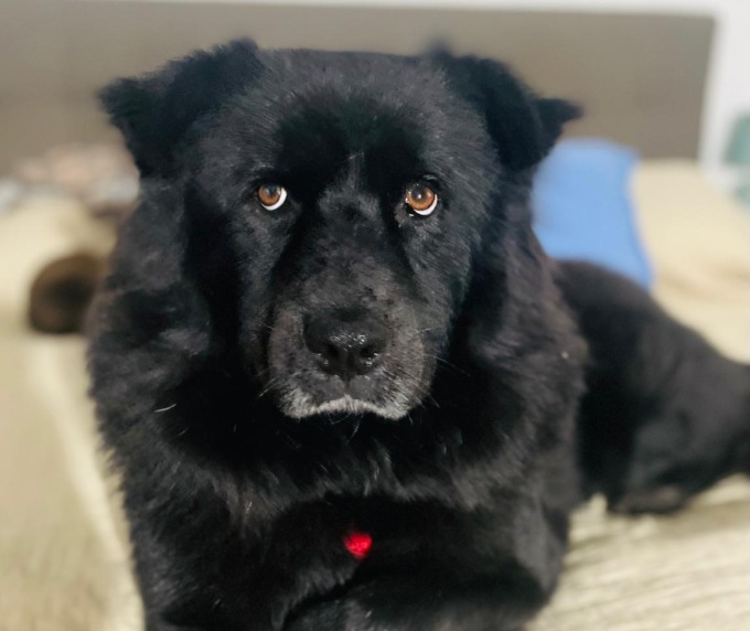 Salva un cane bloccando il traffico