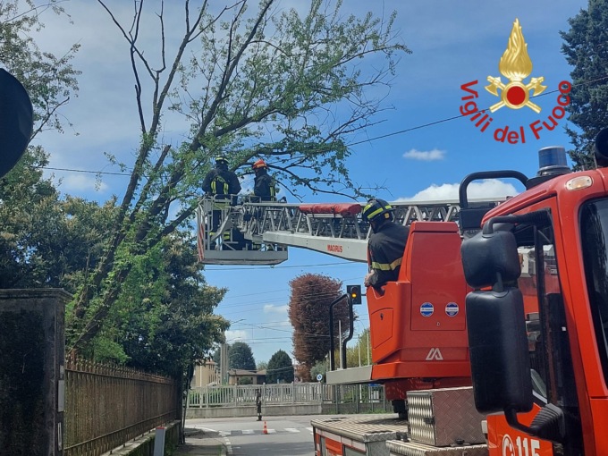 Pianta pericolante sulla strada, intervengono i Vigili del fuoco