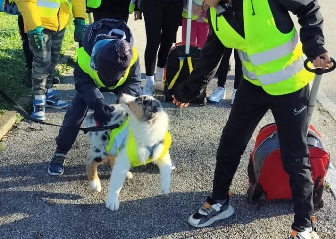 Cooper, cane pastore e volontario piedibus: tutti i giorni accompagna i bimbi a scuola