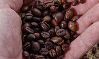 Viaggio tra le miscele: guida alla scelta del caffè perfetto per te