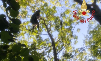 Cade un parapendio, donna recuperata su un albero