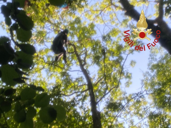 Cade un parapendio, donna recuperata su un albero