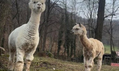 Grazie a un generoso donatore l’alpaca Balduina non resterà sola