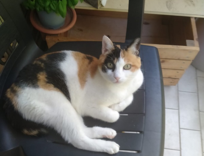 Gatta aggredita dal pitbull del vicino di casa