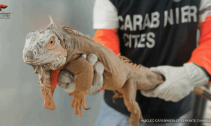 Iguana confiscata dal tribunale lariano, al detentore 40mila euro di multa