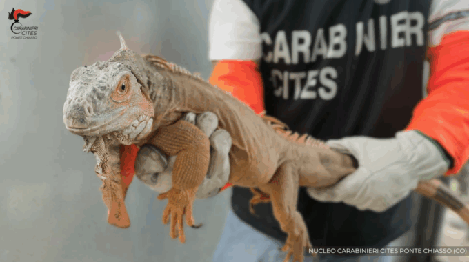 Iguana confiscata dal tribunale lariano, al detentore 40mila euro di multa