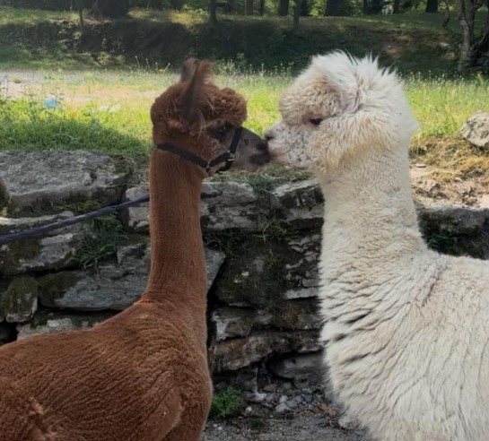 Balduina non sarà più sola: è arrivato l’alpaca Giacomino