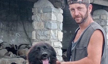 Pecore e capre sbranate dai lupi. L'allevatore Davide Cagliani: "Ora basta"