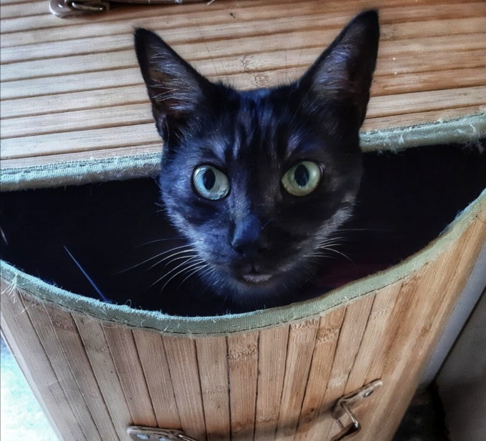 Sparisce il suo gatto: lo ritrova decapitato in giardino